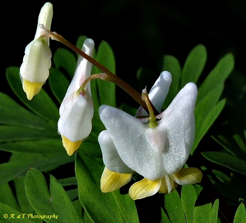 {Dicentra cucullaria}